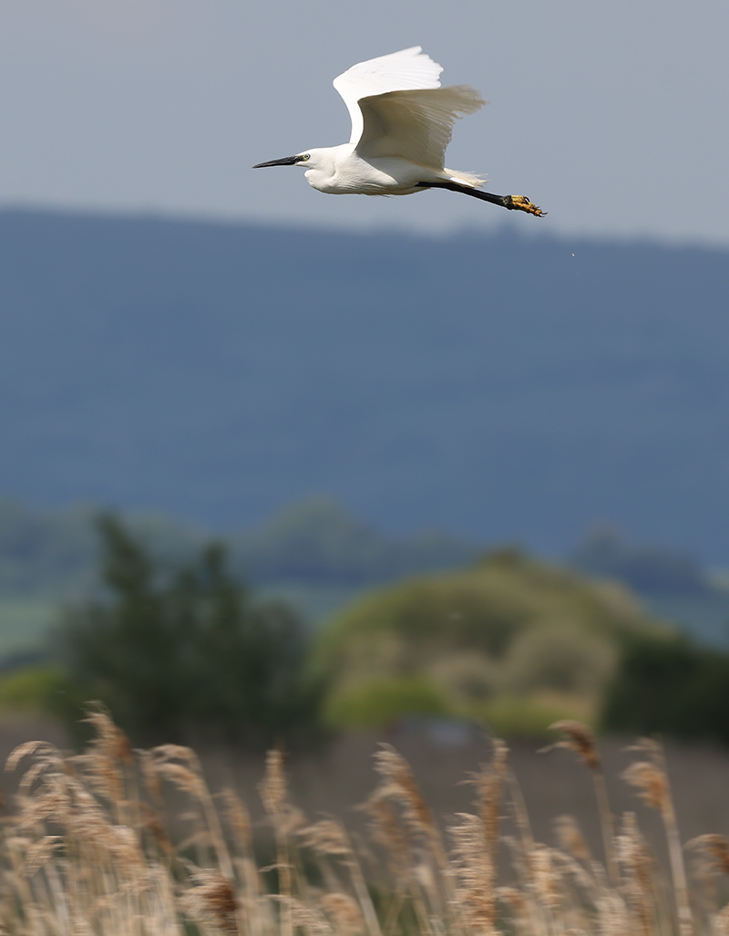 little egret